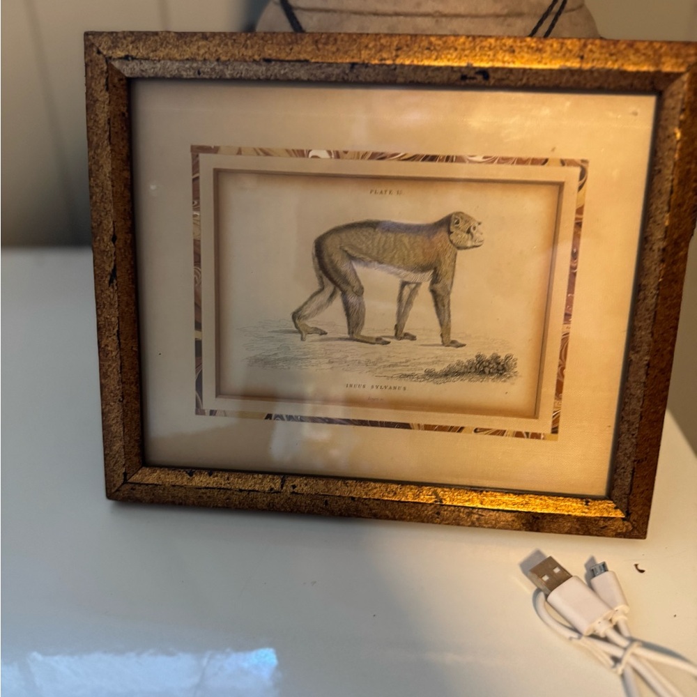 Framed Vintage Monkey Illustration